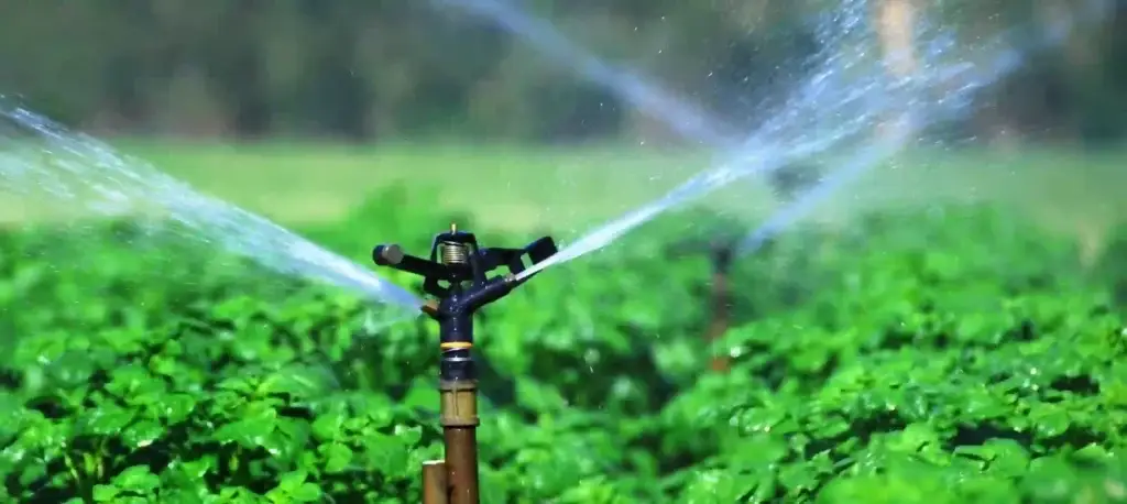 Driptech sprinkler in field