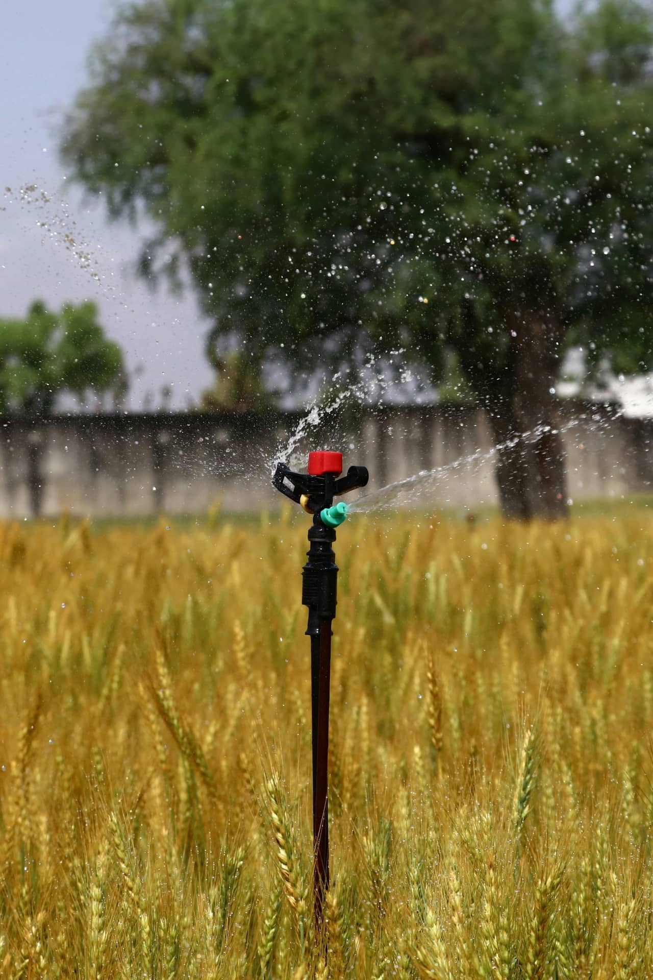 Sprinkler irrigation in a field