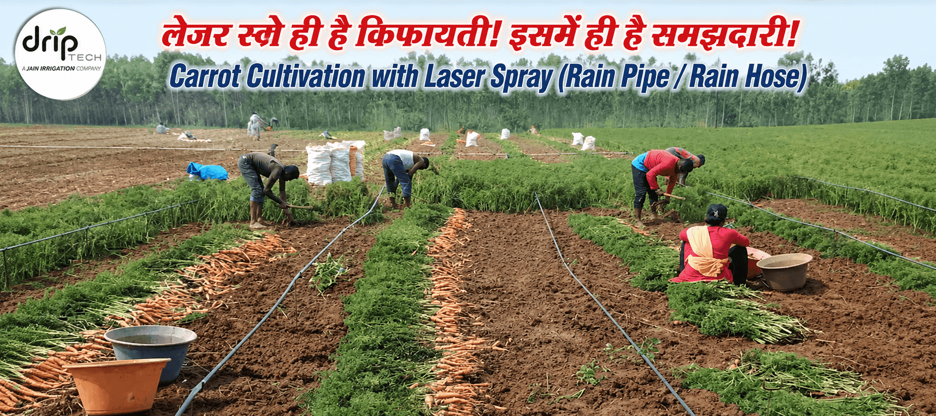 Carrot Cultivation with Laser Spray (Rain Pipe / Rain Hose)