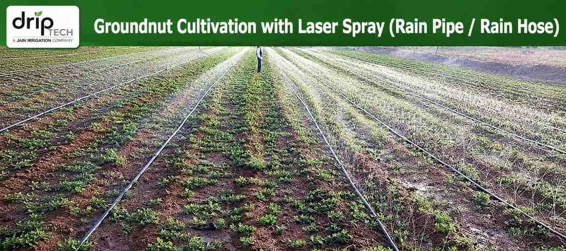 Groundnut Cultivation with Laser Spray (Rain Pipe / Rain Hose)