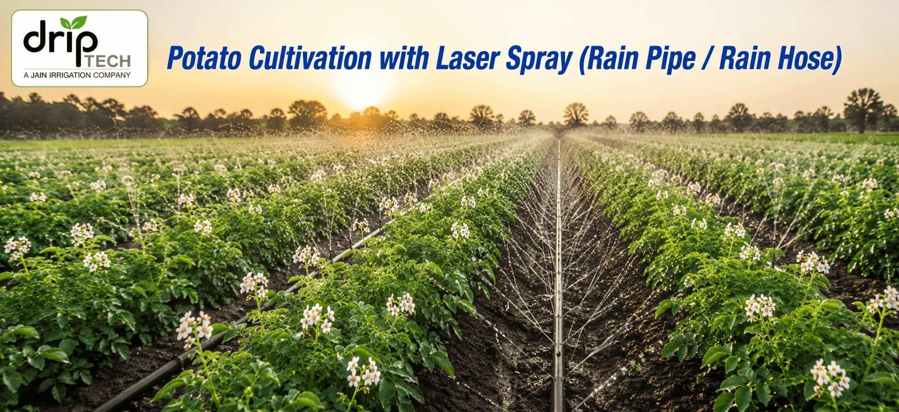 Potato Cultivation with Laser Spray (Rain Pipe / Rain Hose)