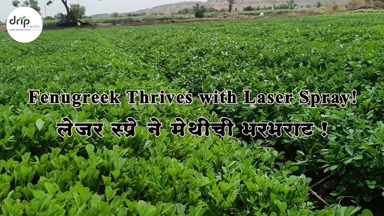 Rain Pipe and Rain Hose irrigation system for fenugreek cultivation