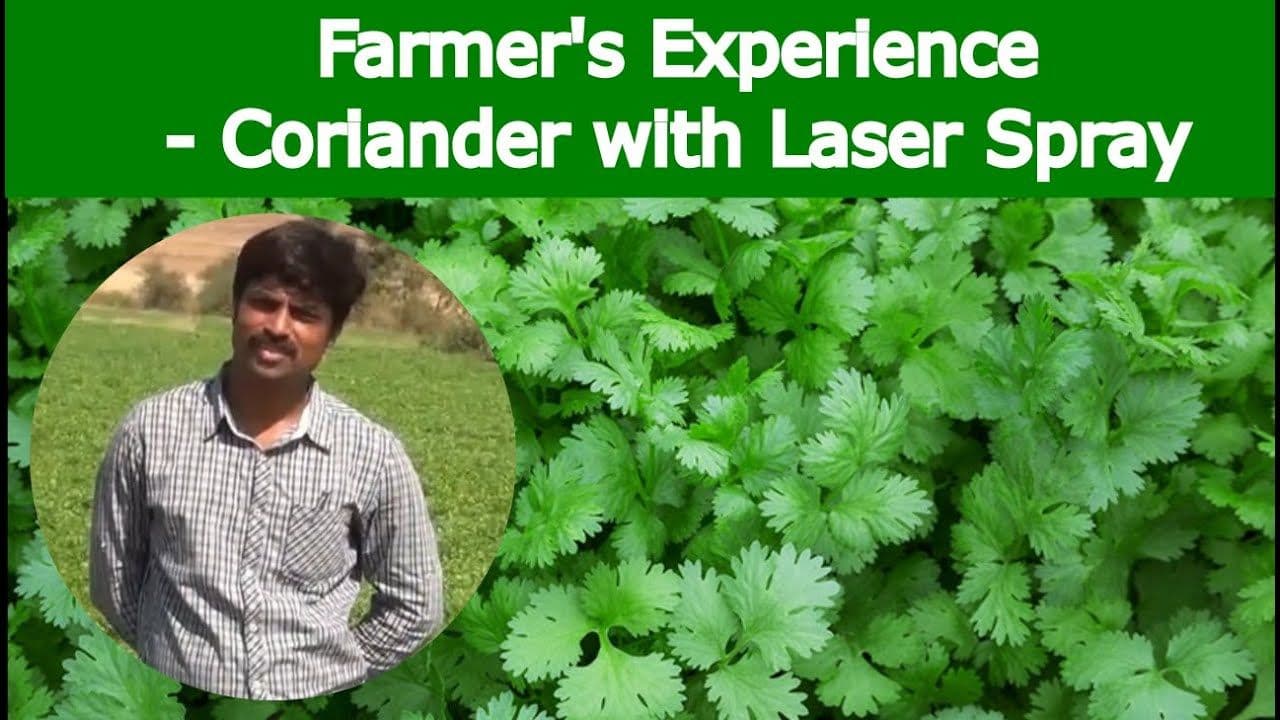 Rain Pipe and Rain Hose irrigation system for coriander cultivation