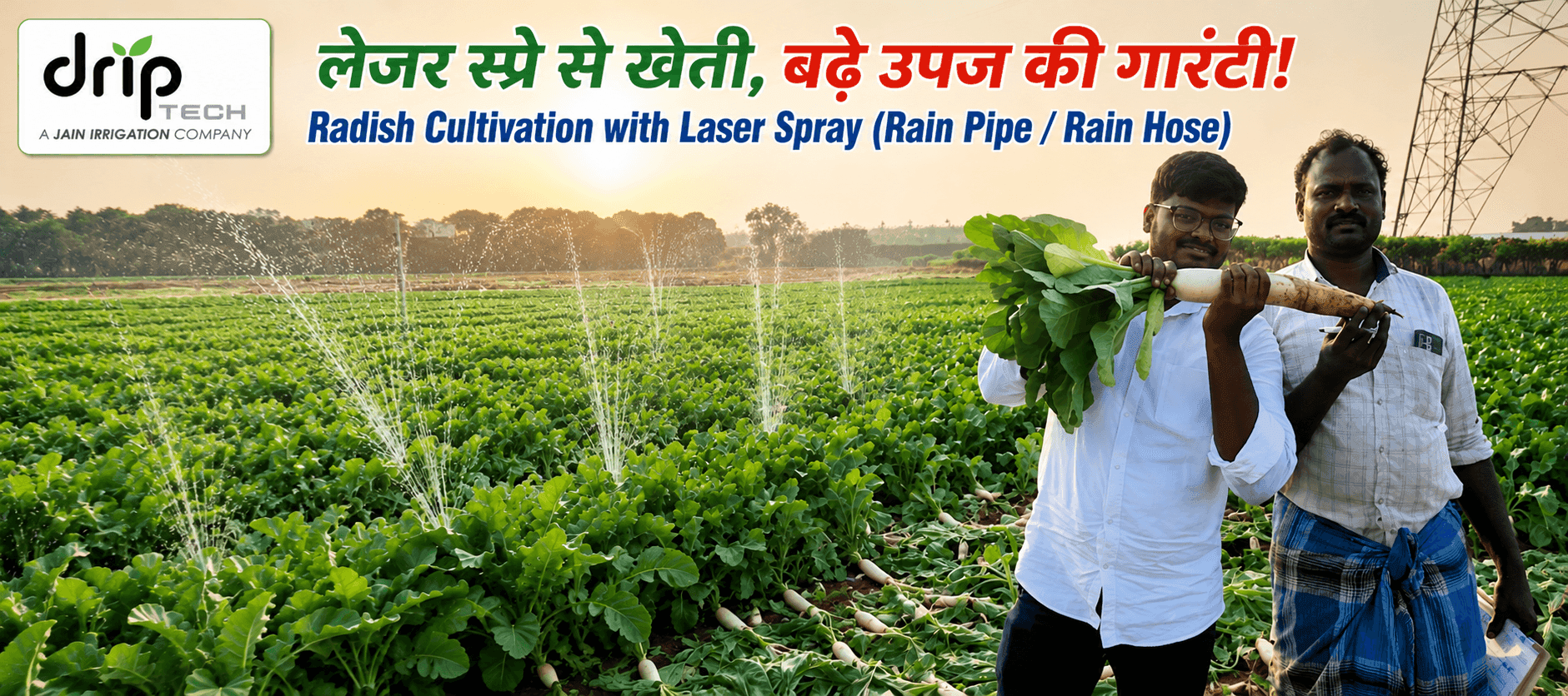 Rain Pipe and Rain Hose irrigation system for radish cultivation