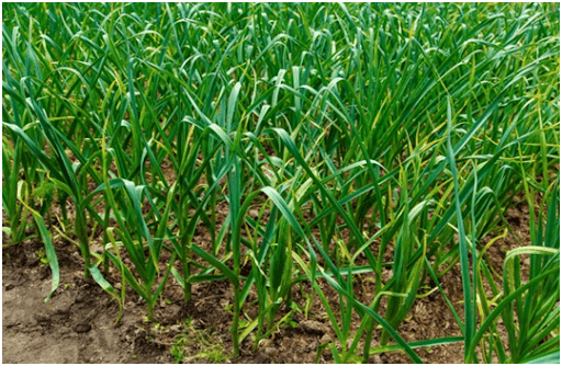 Paddy Cultivation with Laser Spray (Rain Pipe / Rain Hose)