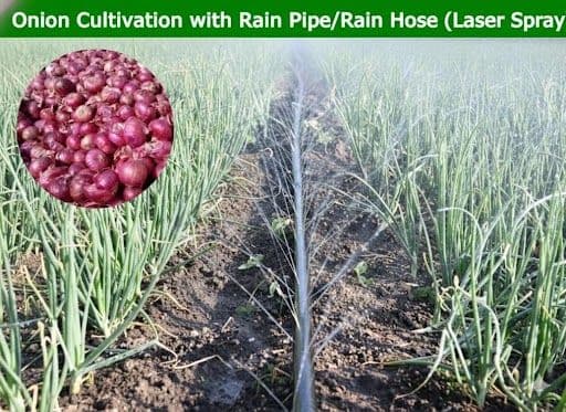 Rain Pipe / Rain Hose (Laser Spray) irrigation system used for onion cultivation with uniform water distribution and healthy bulb growth.